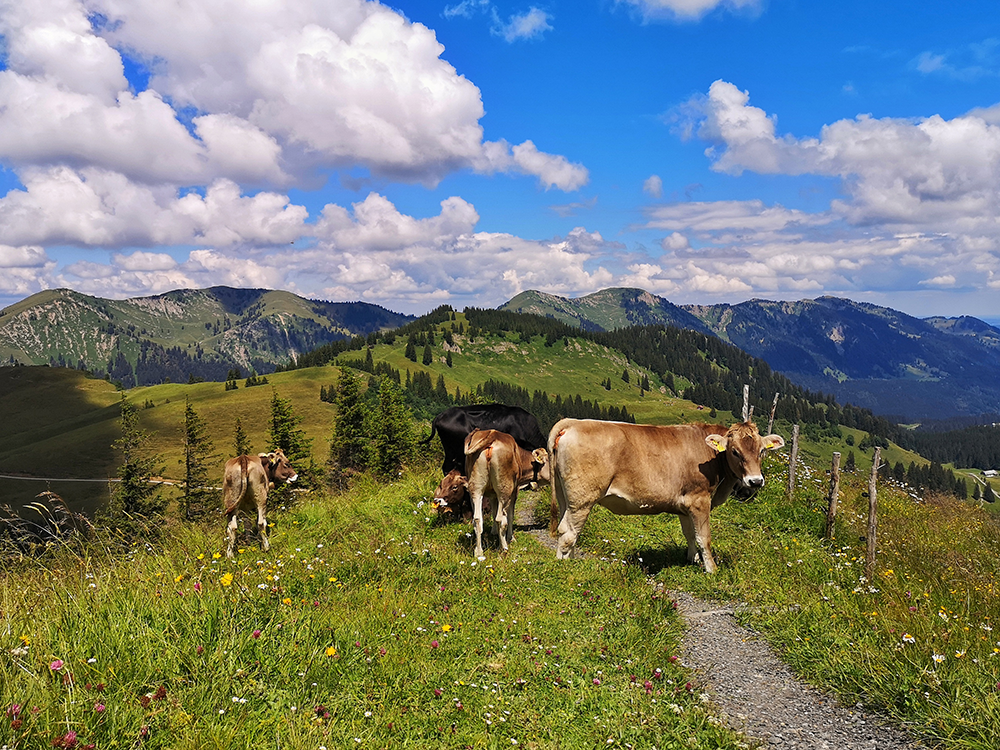 Frau Bergschoen Oytal Alpgenuss Gunzesriedertal Höllritzereck