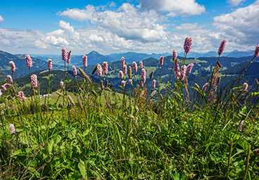 Gunzesriedertal Bergschön TV Allgäu Oberallgäu Kleinwalsertal Tannheimer Tal