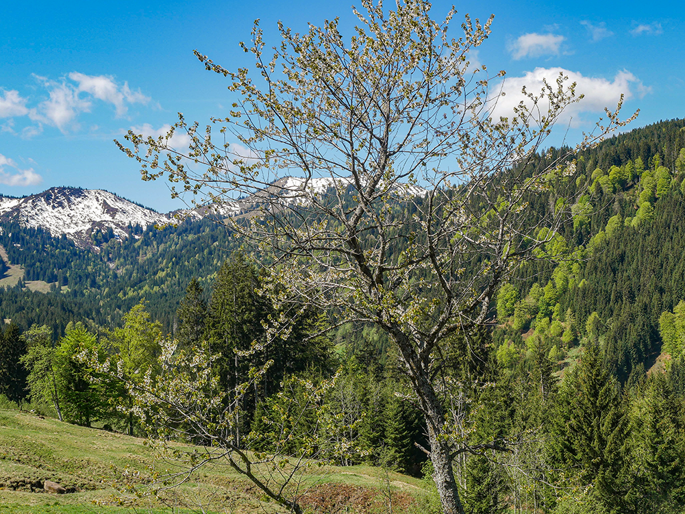 Frau Bergschoen Ostertal Gunzesried