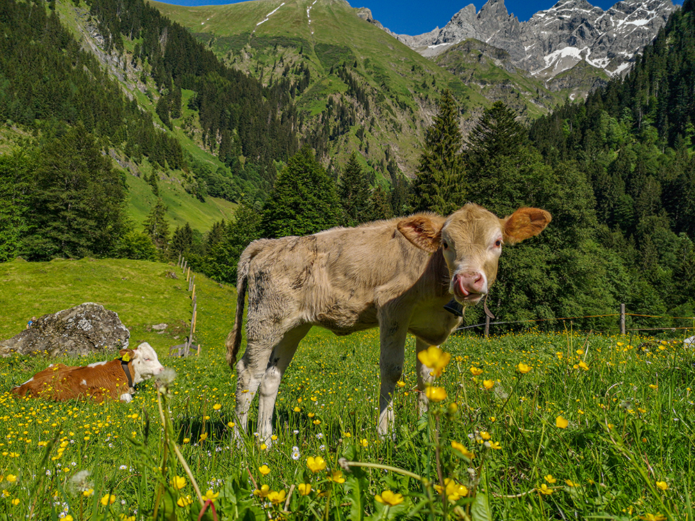 Frau Bergschoen Rappenalptal