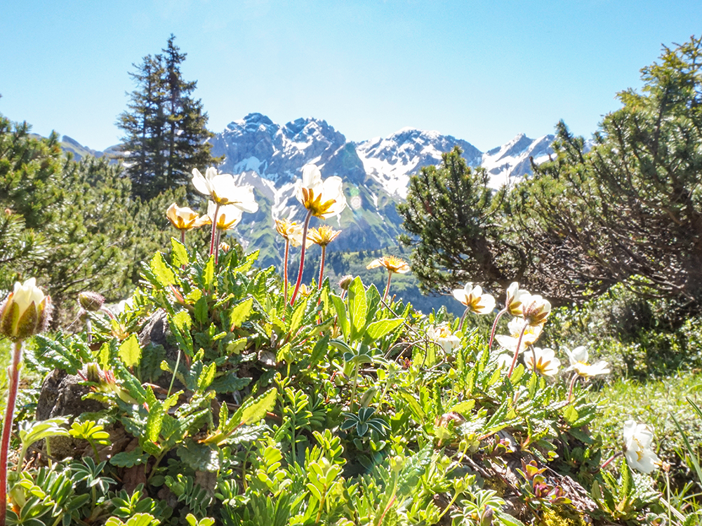 Frau Bergschoen Rappenalptal