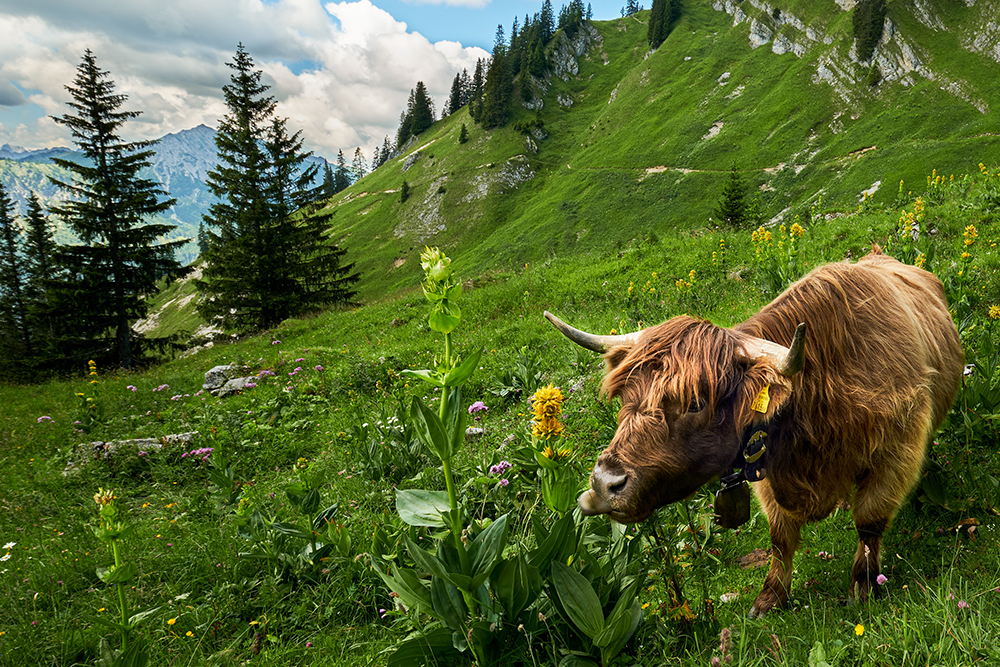 Frau Bergschoen Schneetalalm Tannheimer Tal