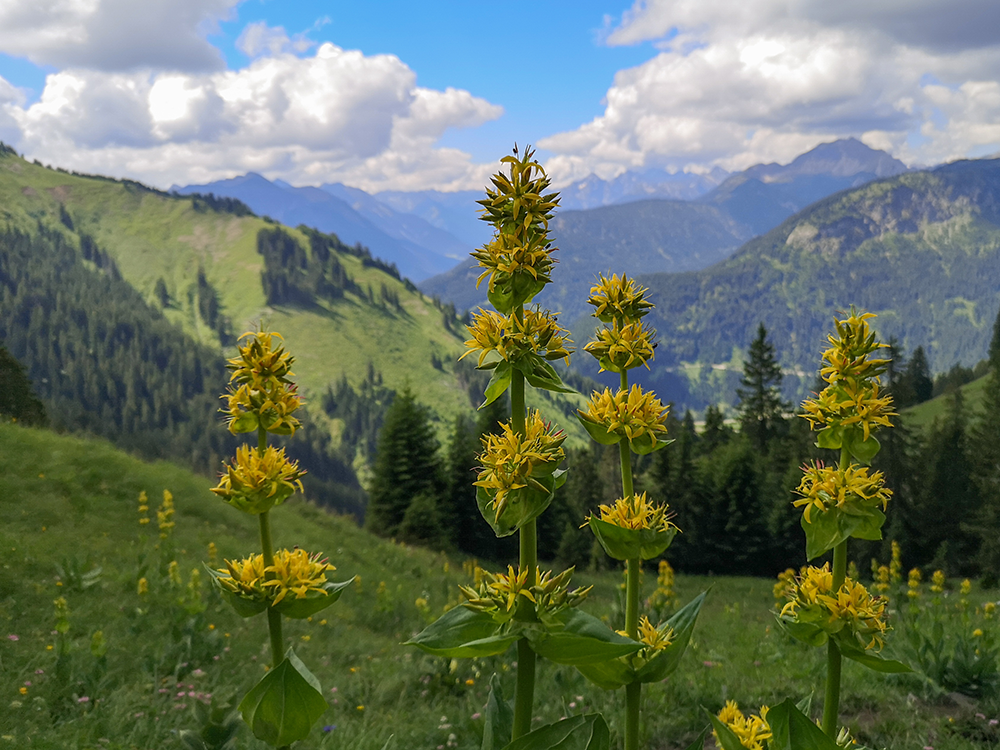 Frau Bergschoen Schneetalalm Tannheimer Tal