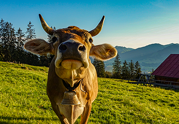 Bergschön TV Allgäu Oberallgäu Kleinwalsertal Tannheimer Tal