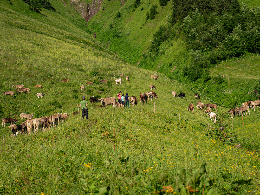 Dietersbach Krumbach Alpe Vorder alpe Bergschön bergschon Allgäu allgau