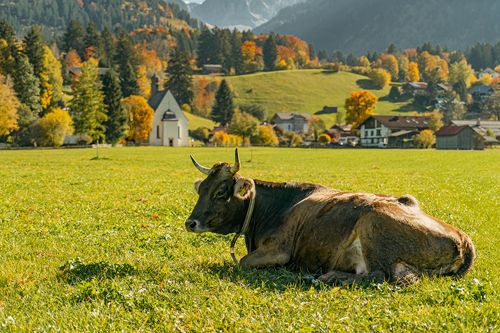 Oberstdorf Herbst Issimo Moorweiher Bergsport Ja