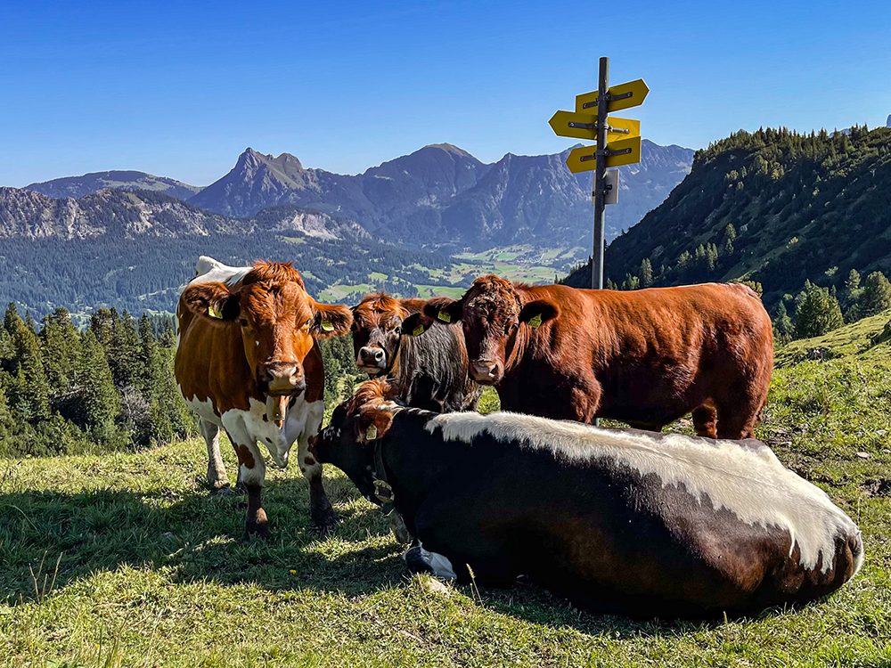 Rossalpe Pferde Alm Alpe Wanderung Berge Alpen Bergschön