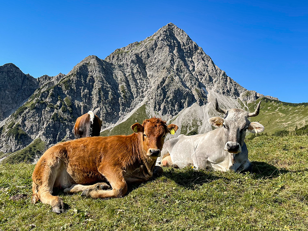 Rossalpe Pferde Alm Alpe Wanderung Berge Alpen Bergschön