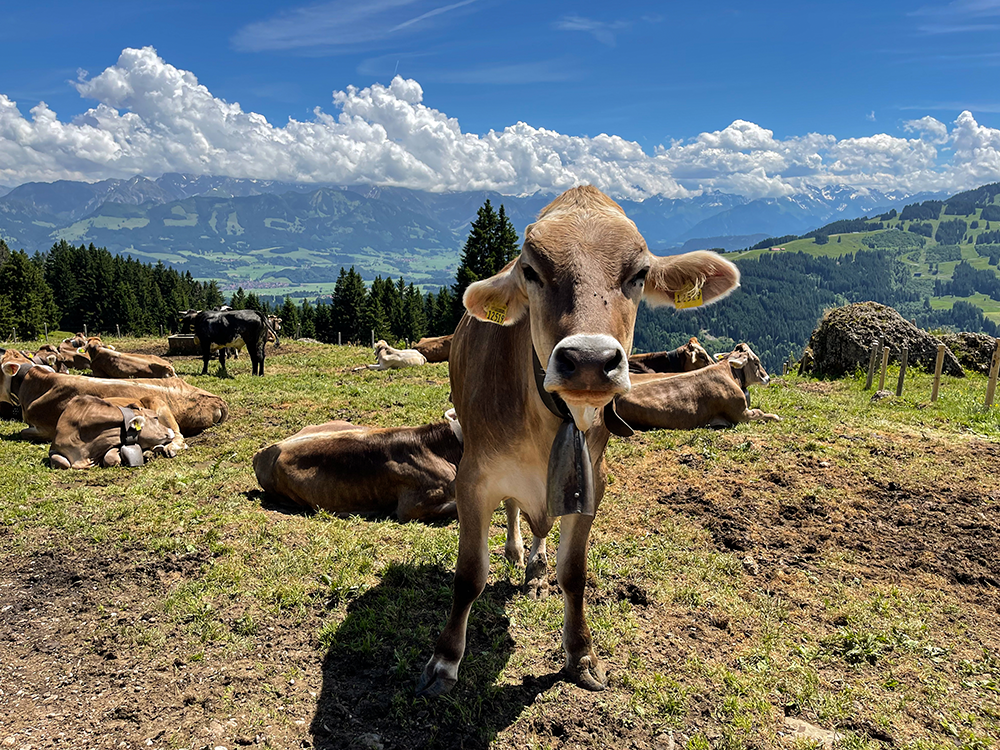 Krumbach Alpe Vorder alpe Bergschön bergschon Allgäu allgau