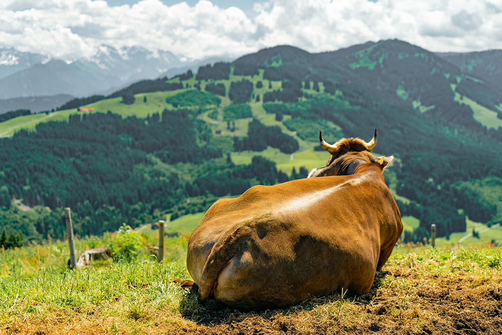 Krumbach Alpe Vorder alpe Bergschön bergschon Allgäu allgau