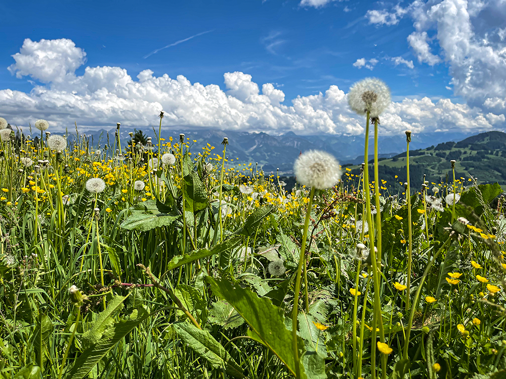 Krumbach Alpe Vorder alpe Bergschön bergschon Allgäu allgau