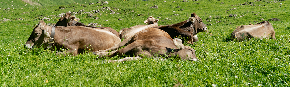 Oberstdorf Oytal Käseralpe Jungvieh Allgäu Oberallgäu Frau Bergschön