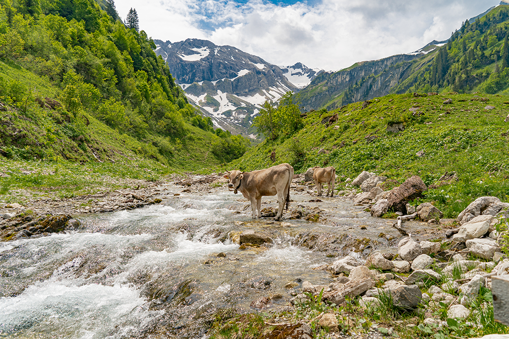 Alpe Bärgündle Hinterstein Bad Hindelang Allgäu Oberallgäu Frau Bergschön