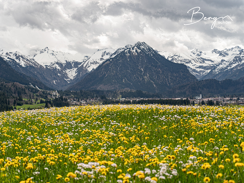 Löwenzahn Wiese Oberstdorf Bike Fahrrad Moutainbike Tour Ausflug