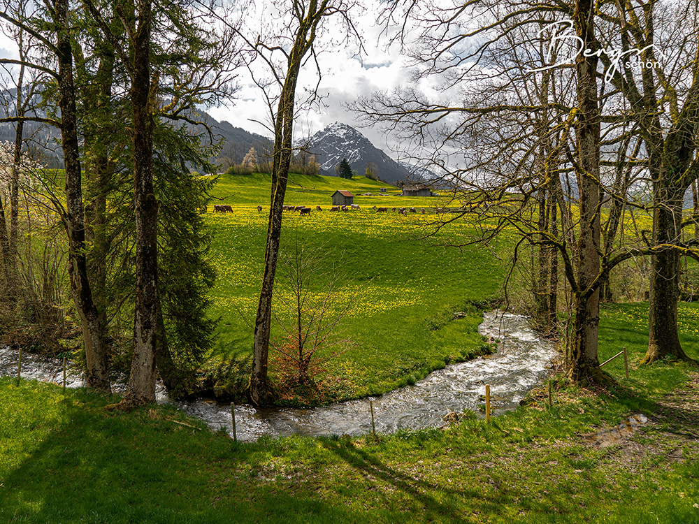 Löwenzahn Wiese Oberstdorf Bike Fahrrad Moutainbike Tour Ausflug