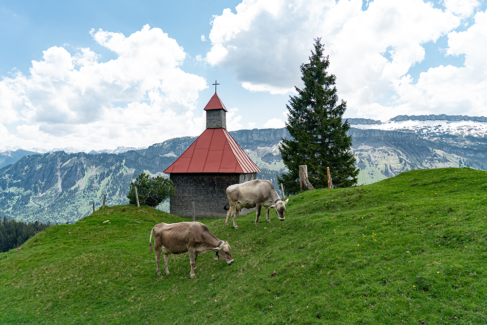 Rohrmoss Obersdorf Piesenkopf Piesenalpe Allgäu Oberallgäu Frau Bergschön