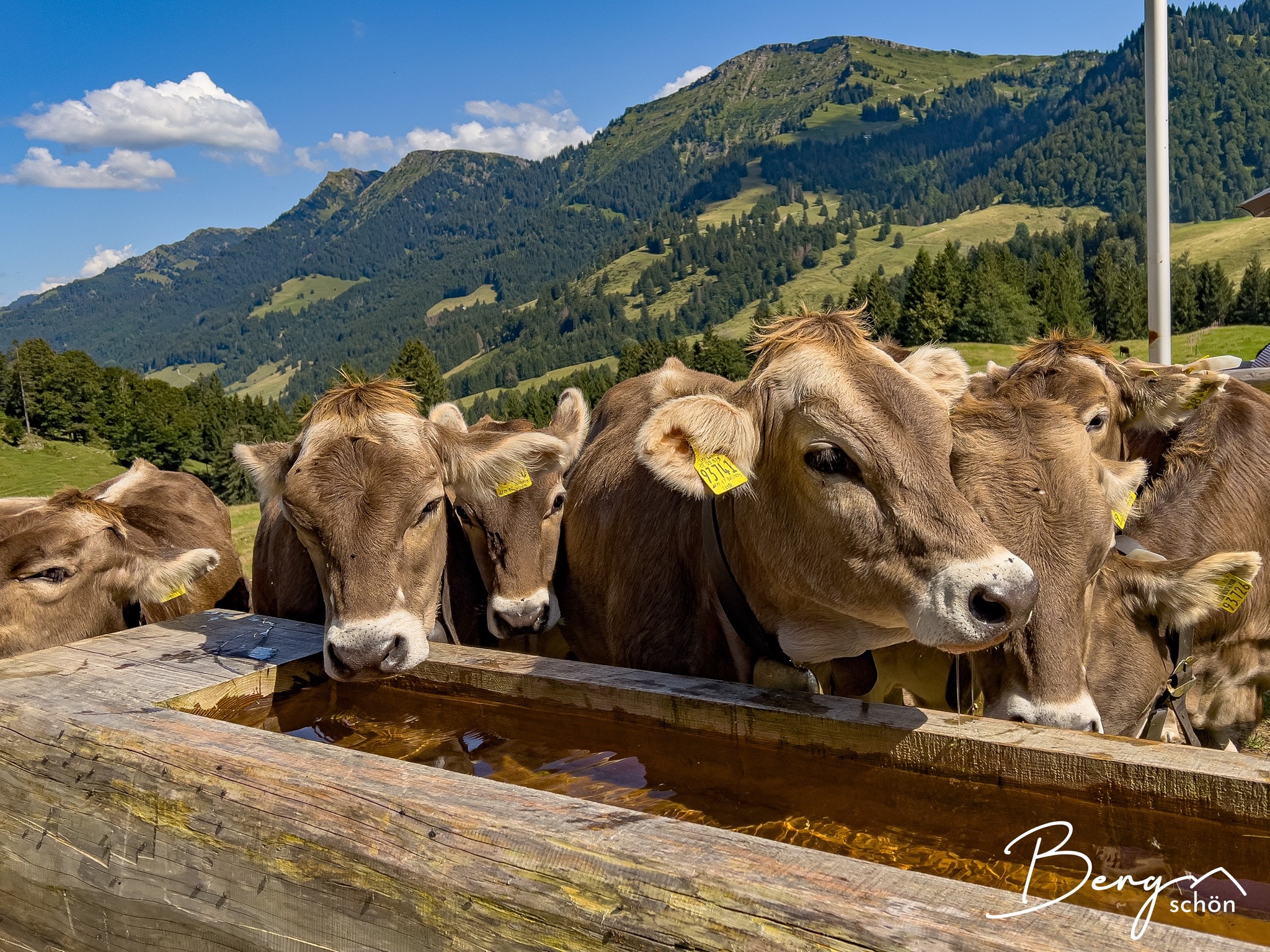 Alpe Remmelegg Steibis Oberstaufen Allgäu Oberallgäu Frau Bergschön