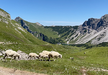 Schafe Schafsherde Auftrieb Abtrieb Tannheimer Tal Allgäu Frau Bergschön