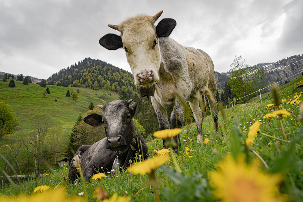 Biketour Steibis Oberstaufen Hochgrat