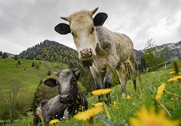 Steibis Oberstaufen Hochgrat Bike Allgäu Frau Bergschön